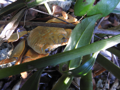 Geograpsus
