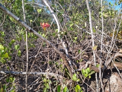 Epidendrum cinnabarinum