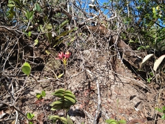 Epidendrum cinnabarinum