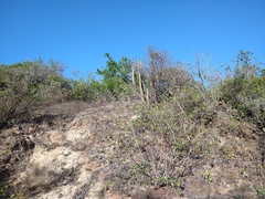 Epidendrum cinnabarinum