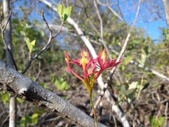 Epidendrum cinnabarinum