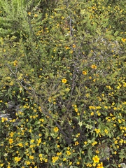 Sclerocarpus uniserialis