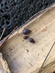 Melampus castaneus