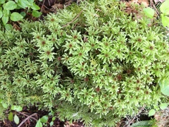 Leucolepis