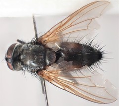 Thelaira nigripes