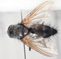 Thelaira nigripes