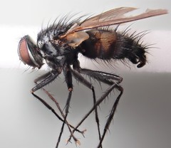 Thelaira nigripes
