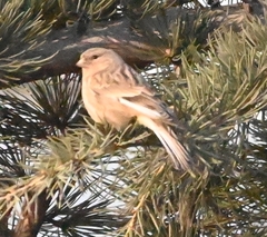 Carpodacus sibiricus