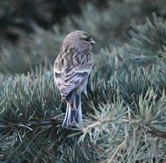 Carpodacus sibiricus