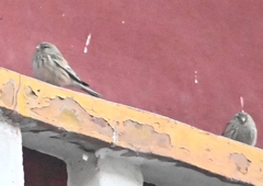 Linaria flavirostris