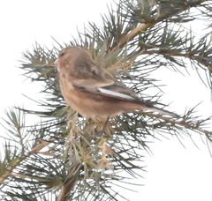 Carpodacus