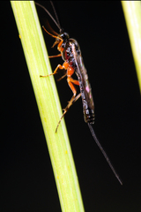 Earinus