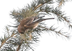 Carpodacus
