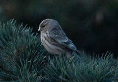 Linaria flavirostris