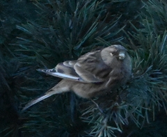 Linaria flavirostris