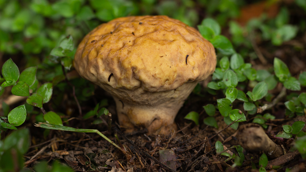 Calvatia rugosa · January 2022 · photo: © deniszabin (iNaturalist, cc-by)