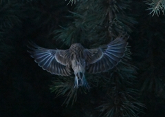 Linaria flavirostris