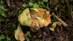 Calvatia rugosa