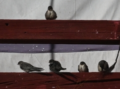 Ptyonoprogne rupestris