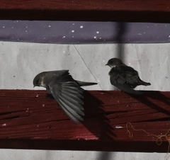 Ptyonoprogne rupestris