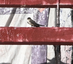 Ptyonoprogne rupestris