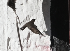 Ptyonoprogne rupestris