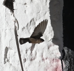 Ptyonoprogne rupestris