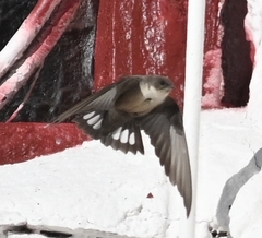 Ptyonoprogne rupestris