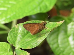 Caltoris malaya