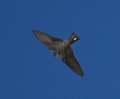 Ptyonoprogne rupestris