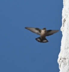 Ptyonoprogne rupestris