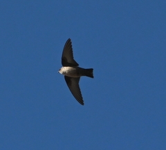 Ptyonoprogne rupestris