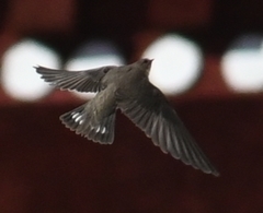 Ptyonoprogne rupestris