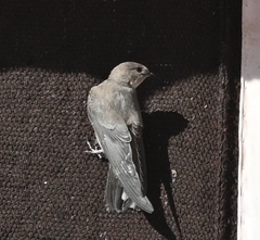 Ptyonoprogne rupestris