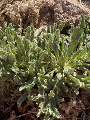 Alkanna orientalis
