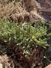 Alkanna orientalis