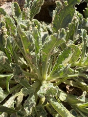 Alkanna orientalis