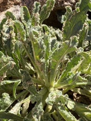 Alkanna orientalis