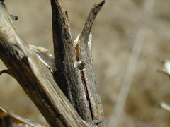 Mompha brevivittella