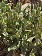 Alkanna orientalis