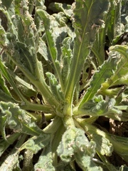 Alkanna orientalis