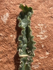 Alkanna orientalis