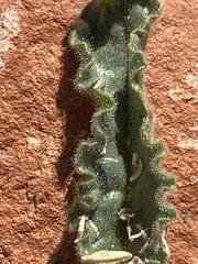 Alkanna orientalis
