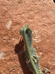 Alkanna orientalis