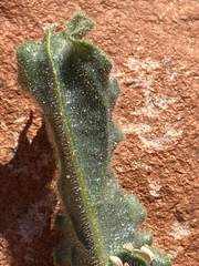 Alkanna orientalis
