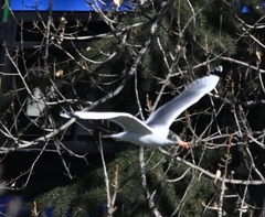 Ichthyaetus ichthyaetus