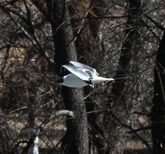 Ichthyaetus ichthyaetus