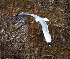 Ichthyaetus ichthyaetus