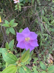 Melastoma septemnervium