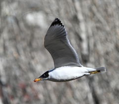 Ichthyaetus ichthyaetus